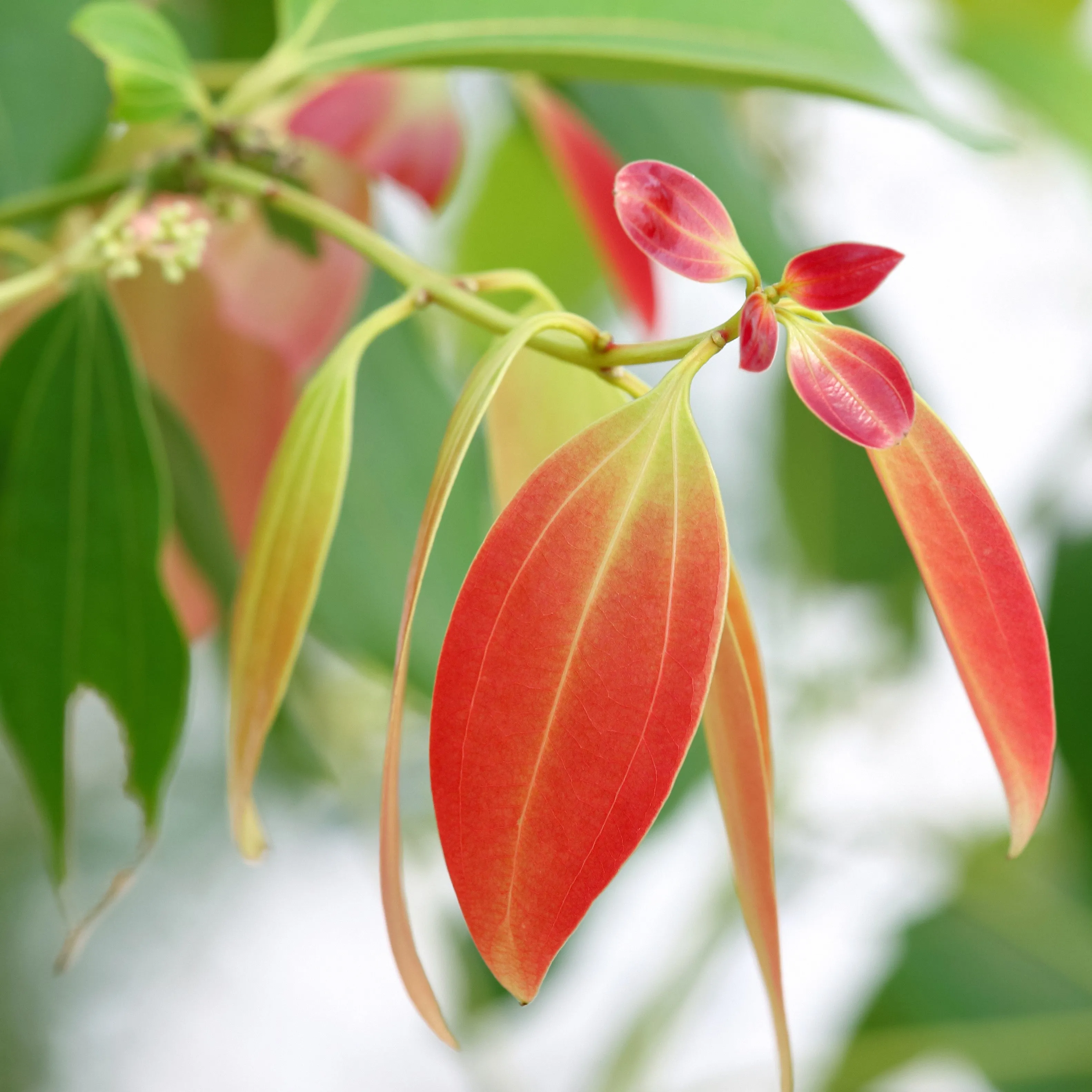 Cinnamon Leaf Essential Oil